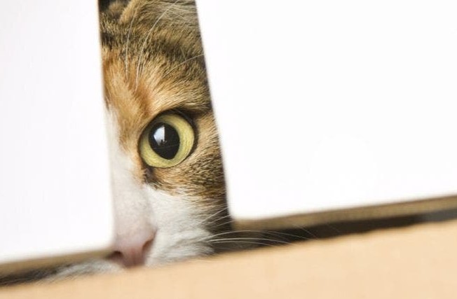 3 Alasan Kucing Menghindari Pemiliknya, Ternyata Bukan Karena Benci?