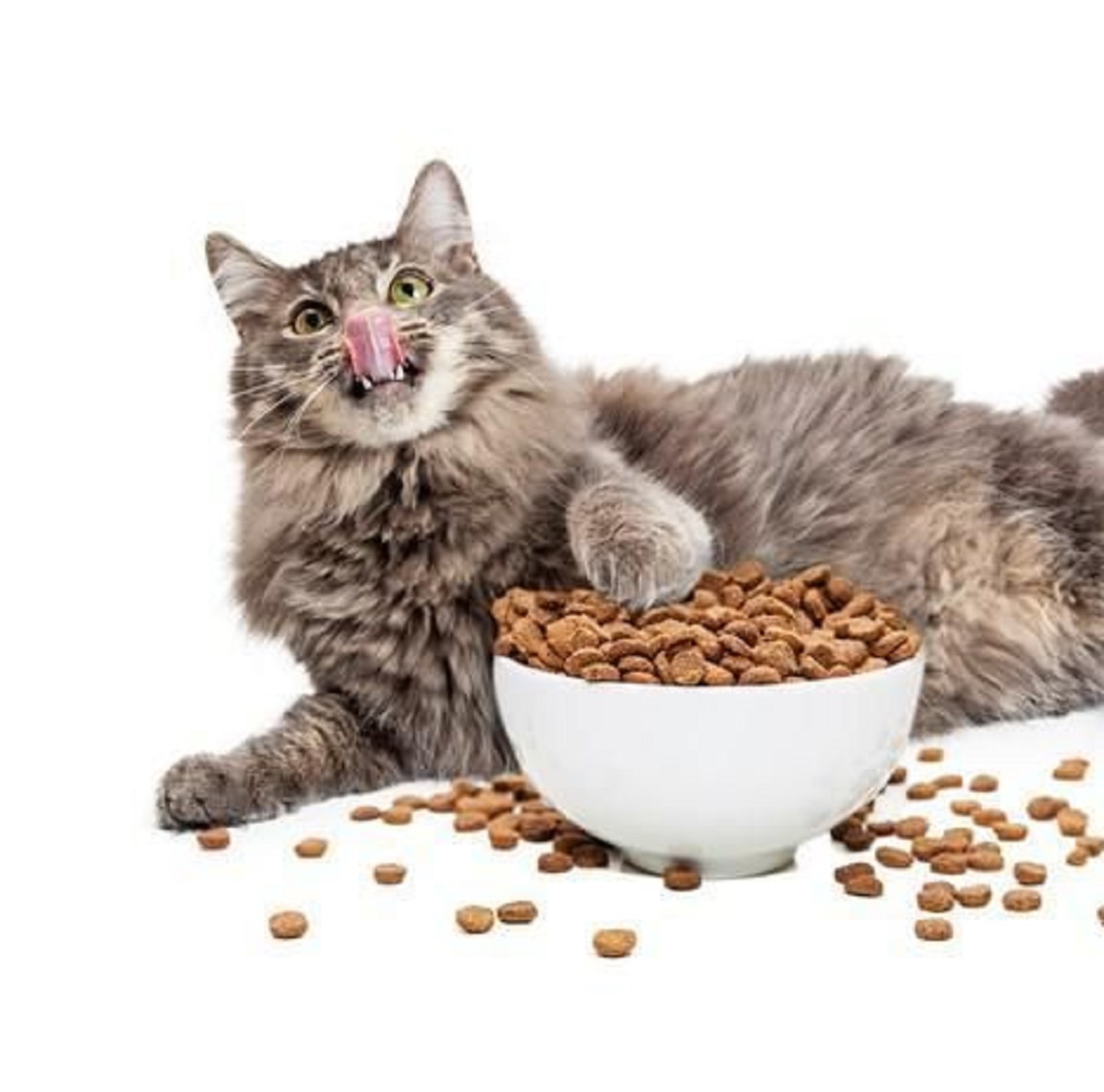 5 Cara Membuat Makanan Kucing Sendiri di Rumah, Tanpa Perlu Biaya Banyak!