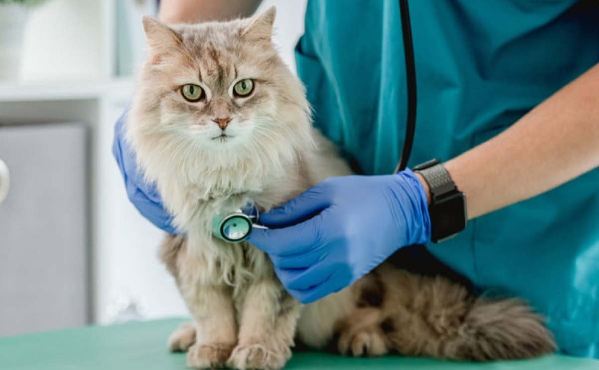 8 Penyakit Mematikan pada Kucing yang Perlu Diwaspadai, Pemilik Anabul Harus Tahu