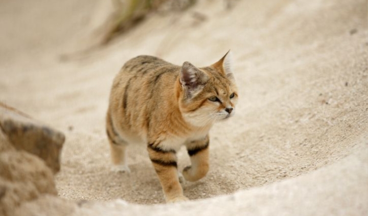 Melihat Pesona Kucing Pasir dari Dekat; Si Kecil Penjelajah Gurun Pasir yang Tangguh