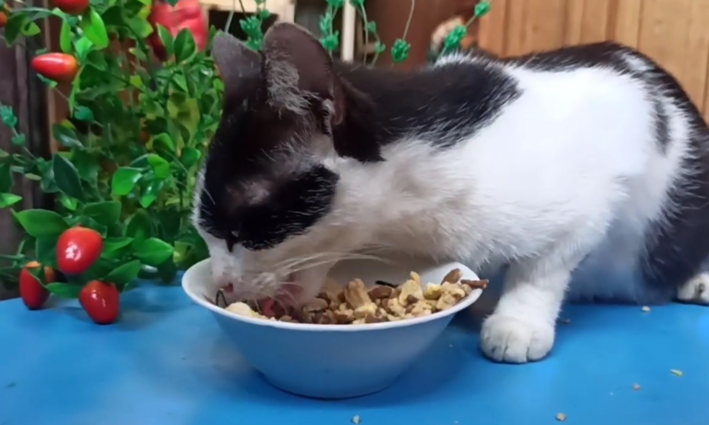 Bahannya Banyak di Dapur, Begini Cara Membuat Makanan Kucing dari Tempe dan Ikan