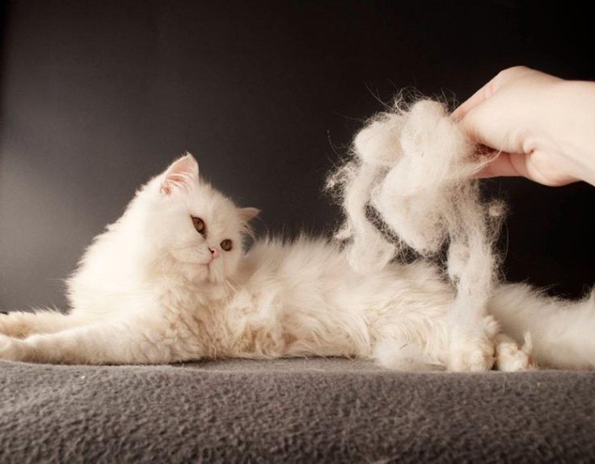 Anabul Kamu Botak? Coba Lakukan 7 Tips Ampuh Ini untuk Mengatasi Bulu Rontok pada Kucing