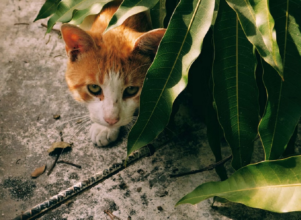 Kenali 5 Jenis Tanaman Yang di Benci Kucing, Sangat Cocok Untuk Mengusir Kucing Liar Yang Suka Berak di Rumah!