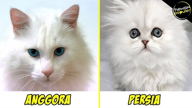 Bingung Bedakan Kucing Persia dengan Kucing Anggora? Ayo Ketahui 3 Perbedaannya!