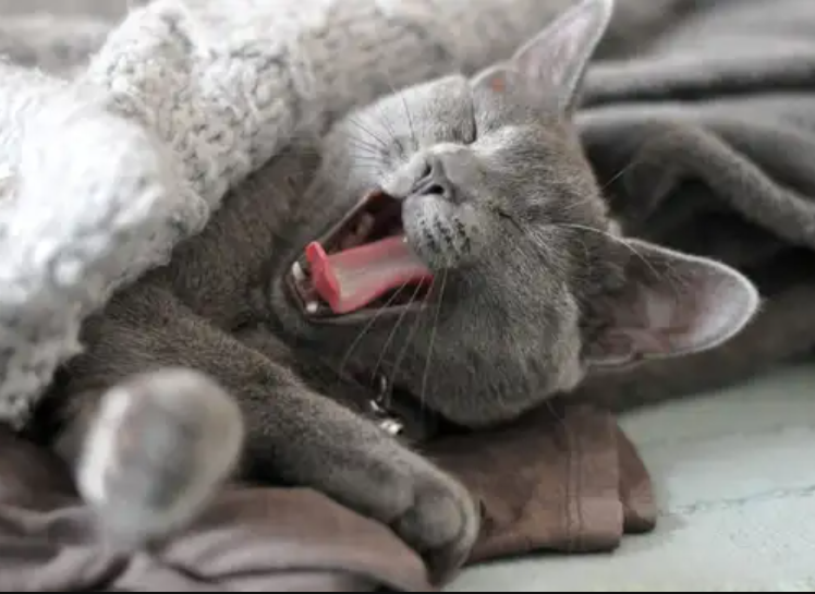 Inilah 5 Cara agar Kucing Tidak Hamil Tanpa Steril, Pemilik Kucing Betina Wajib Simak!