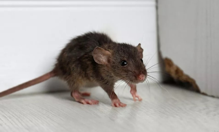 Waspada! Ini 5 Jenis Penyakit yang Ditularkan Tikus, Serta Cara Mencegahnya