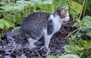 8 Bau Tidak Disukai Anabul Menjadi Solusi Mengusir Kucing Kampung yang Sering Berak Sembarangan, Tanpa Sakit!