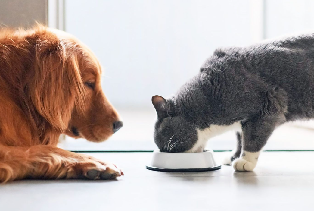 Bolehkah Kucing Makan Makanan Anjing? 3 Perbedaan Makanan Kucing dan Anjing yang Perlu Diketahui