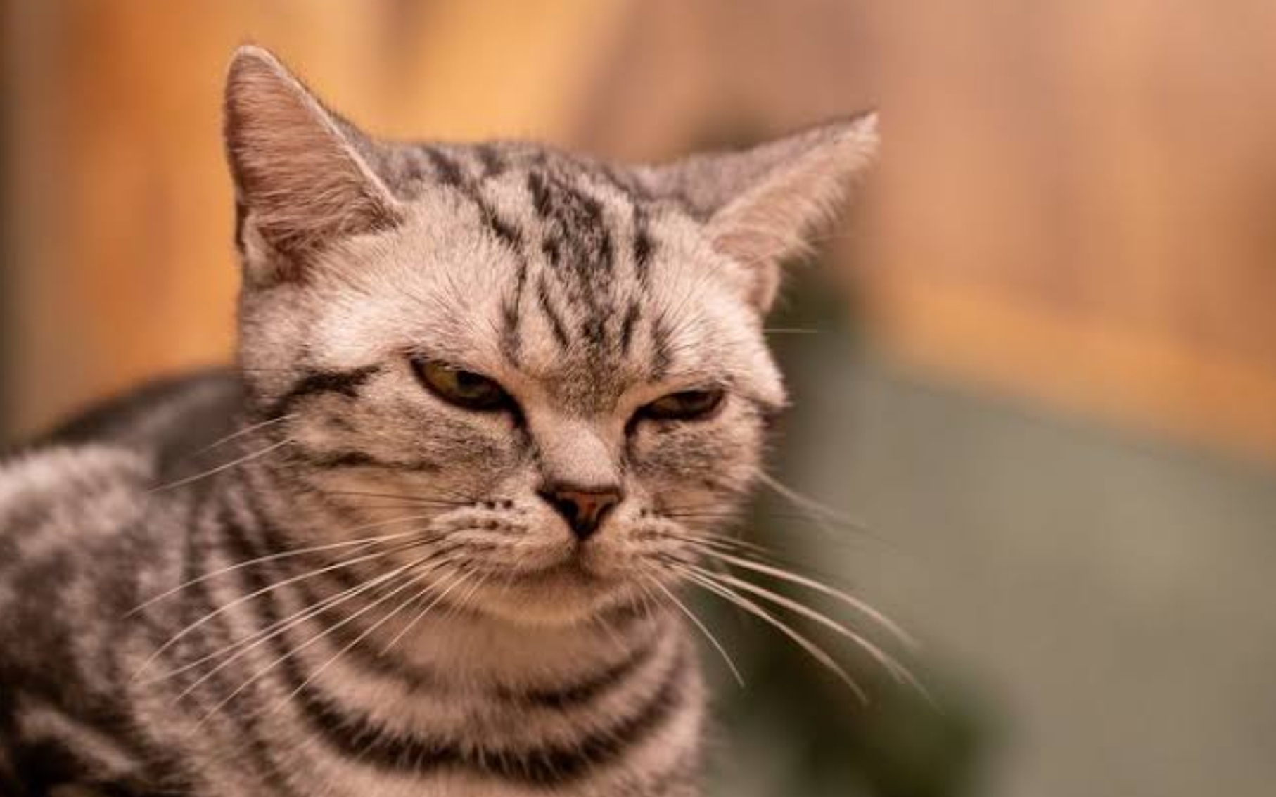 Catlovers Harus Tahu, Ini 13 Hal yang Tidak Disukai Kucing, Jangan Salah Loh