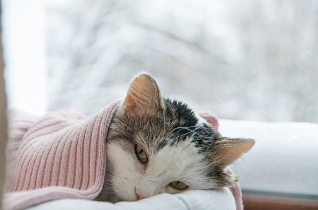 5 Penyakit yang Sering Menyerang Kucing Saat Musim Hujan, Pemilik Harus Waspada dan Menjaga Kesehatan Kucing 