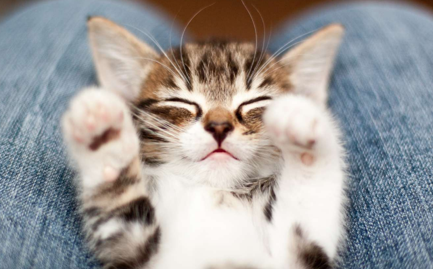 Anak Kucing Buta dan Tuli? Berikut 4 Fakta Unik Anak Kucing atau Kitten yang Jarang diketahui!
