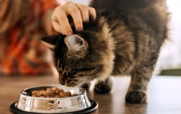 No. 4 Paling Sehat! Ini 4 Makanan Olahan Rumah yang Disukai Kucing Kampung, dan Sehat Untuk Kesehatan Bulu
