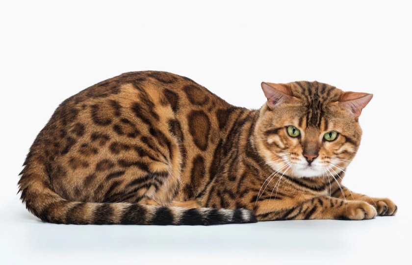 Mengenal Kucing Ashera, Ras Kucing Langka dan Termahal di Dunia, yang Punya Corak Bulu Mirip Harimau