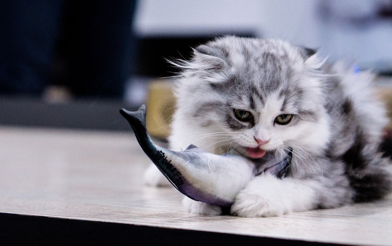 Makanan Kesukaan Anabul, Ternyata Ini 4 Efek Kucing Terlalu Sering Makan Ikan Tuna, Cat Lovers Wajib Tahu!