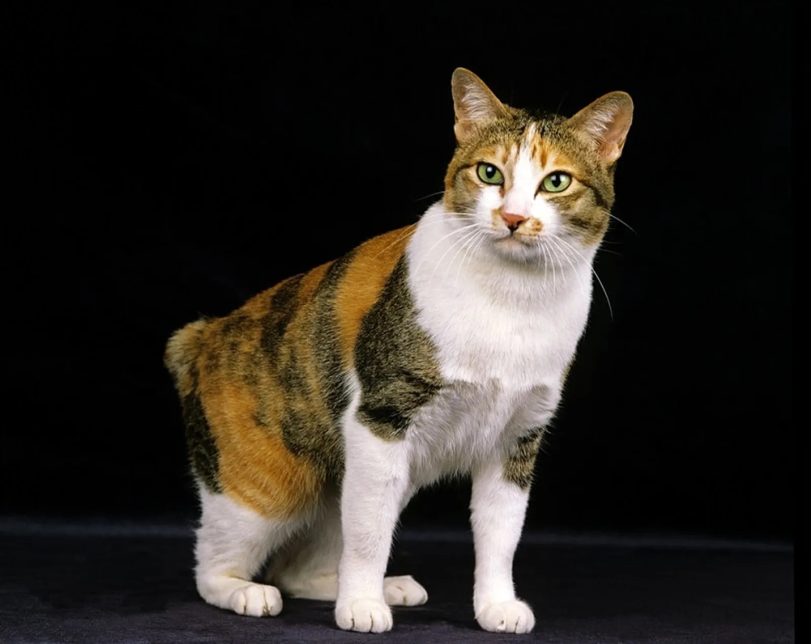 4 Fakta Kucing Corak Tiga Alias Calico Menurut Primbon Jawa, Menjadi Keberuntungan!
