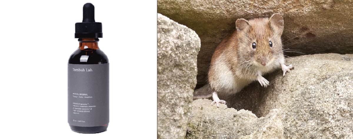 Studi Mengungkapkan Rupanya Ini 5 Jenis Bau Wewangian Yang Dapat Mengusir Tikus, Apa Saja?