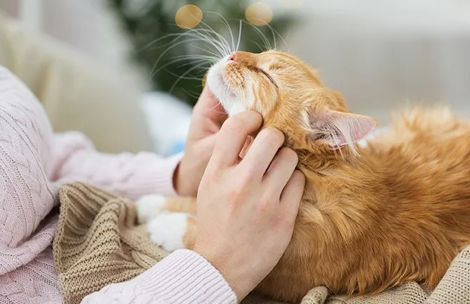 Gak Cuma Kucing Loh! Inilah 6 Jenis Hewan Peliharaan yang Mudah Dirawat dan Menggemaskan
