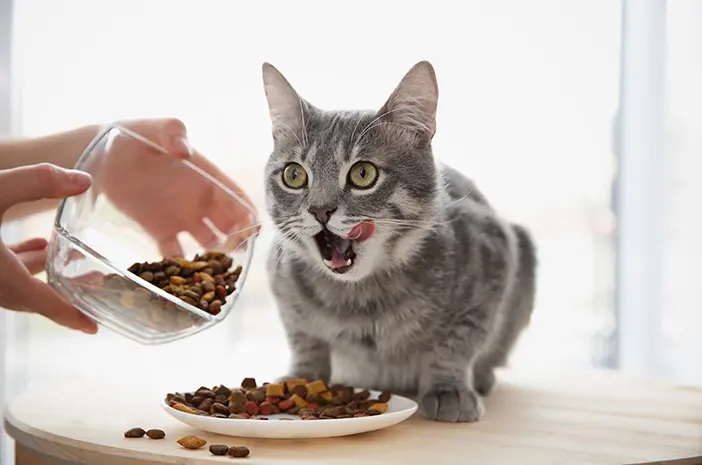 Anda Harus Tahu! Efek Gonta Ganti Makanan Kucing, Lebih Baik Ketahui Waktu Tepat Mengganti Makan Kucing