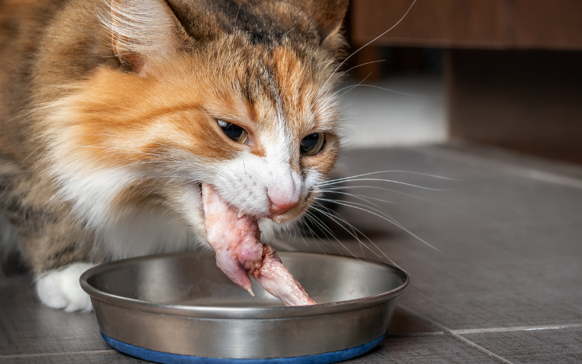 Resep Masakan Daging Ayam Untuk Kucing, yang Penuh Nutrisi dan Membuat Mereka Ketagihan!