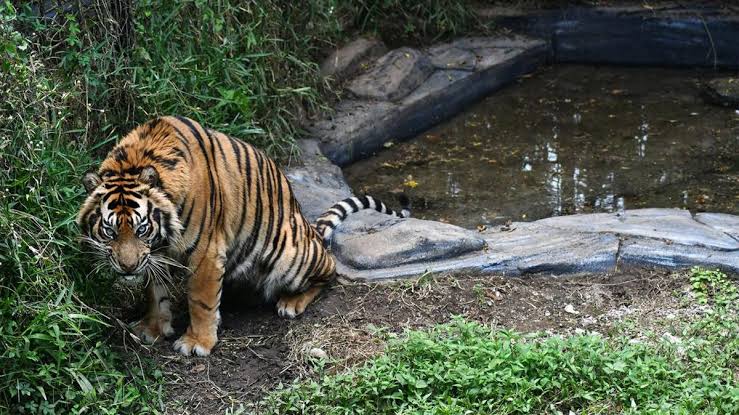 Harimau Sumatera Termasuk Jenis Harimau Sunda, Ternyata Ini Alasannya 