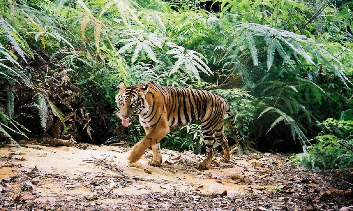 Harimau Sunda Terakhir yang Tinggal Berjumlah 371 Ekor
