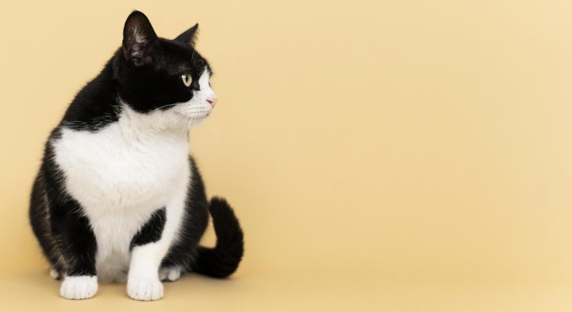 Kucing Liar Sering BAB di Halaman Rumah? Gunakan Cara Alami untuk Mengusir Tanpa Kekerasan, Inilah 3 Caranya!