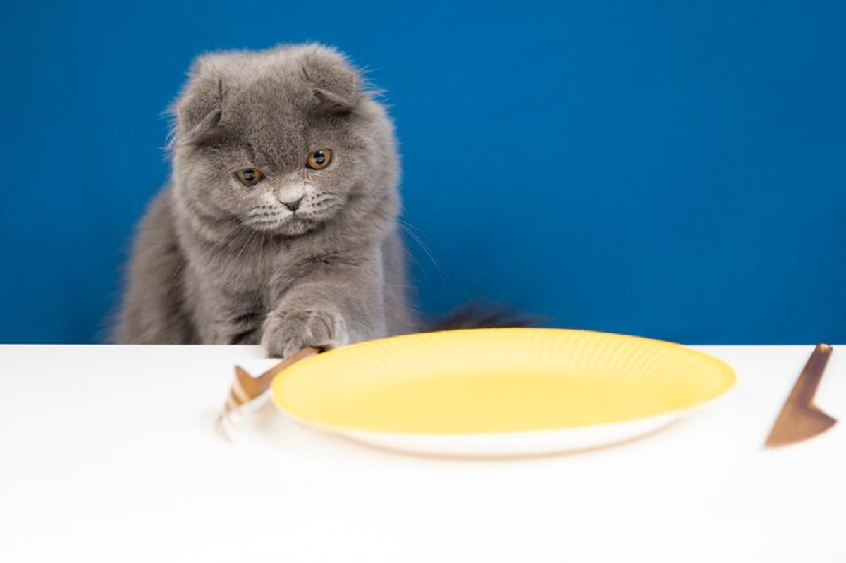 Pelajari Dulu Sebelum Pelihara! Ini 3 Waktu Tepat Memberi Makan Kucing, Simak Penjelasannya