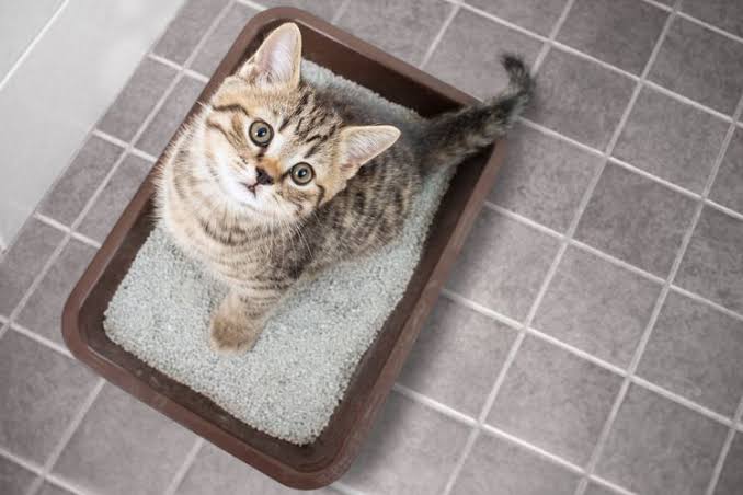 Cara melatih anak kucing shop pup di litter box