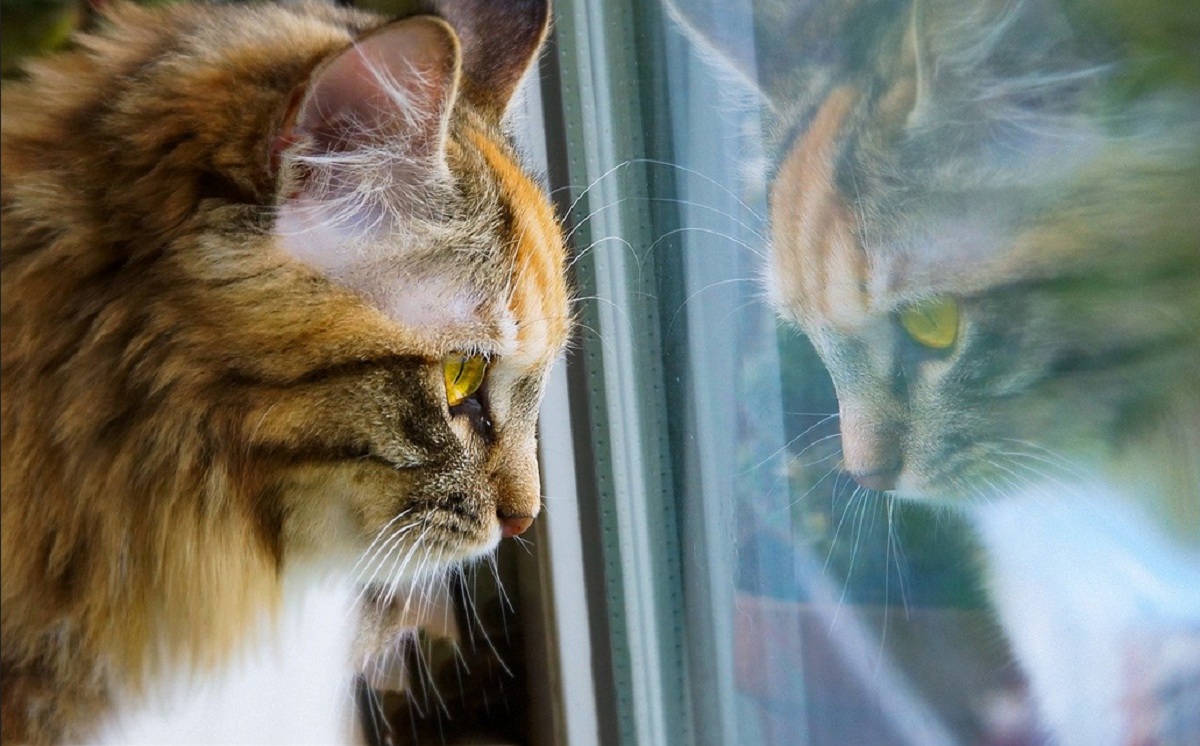 Apakah Kucing Bisa Melihat Warna Yang Sama Dengan Manusia? Yuk Simak Jawabannya Disini 