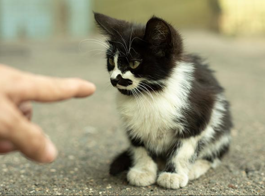 Begini Cara Kucing Mengenali Pemiliknya, Pemilik Anabul di Rumah Wajib Tahu