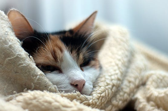 Kenapa Kucing Gemetar? Simak 4 Penyebab dan Cara Mengatasinya Berikut Ini