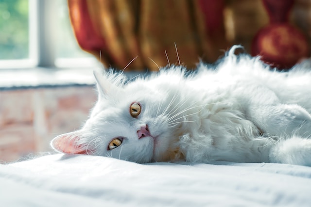 Jangan Dibiarkan! 6 Ciri Kucing Anggora yang Mengalami Stres, Bulu Cantiknya Bisa Rontok