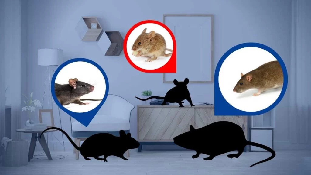 Cegah Kedatanagn Tikus! Selain Itu Ampuh Mengusir Tikus dari Rumah, Inilah 5 Tips ampuhnya!