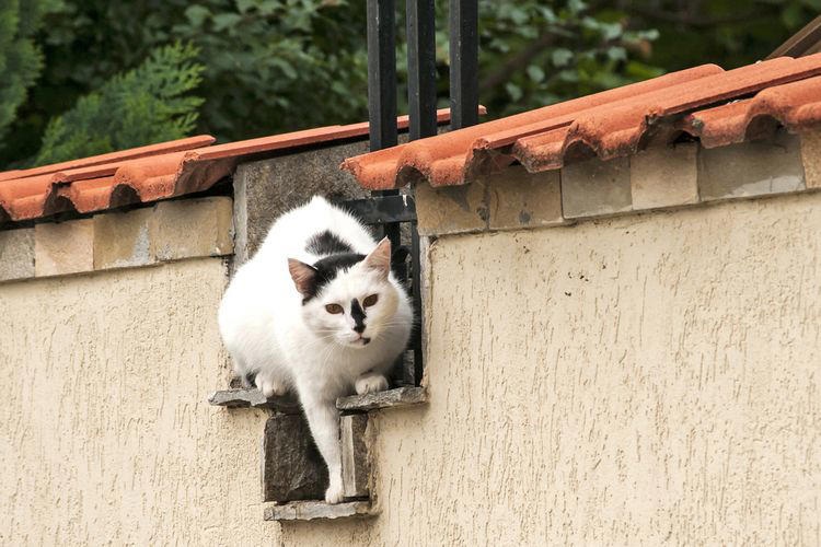 Bagaimana Cara Mengusir Kucing Liar di Rumah? Ini Dia 5 Caranya Tanpa Membuat Kucing Sakit dan Bikin Kapok!