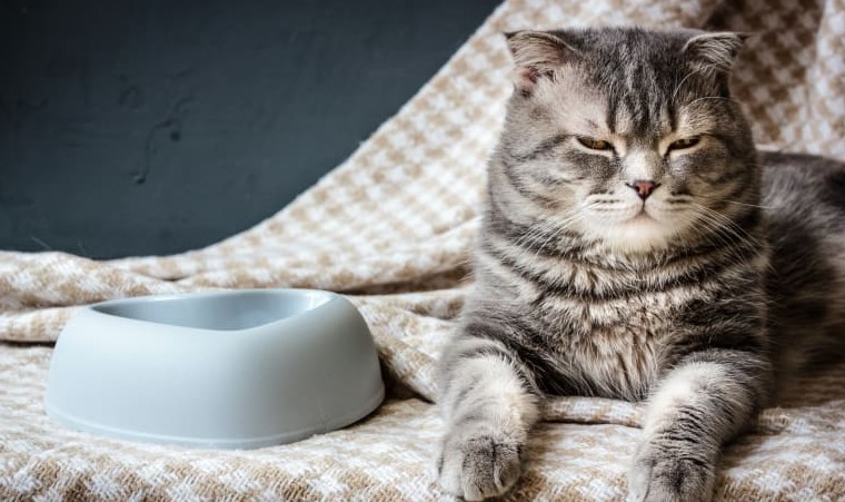Kucing Tidak Mau Makan Secara Tiba-tiba, Kita Harus Apa? Berikut Cara Menolong dan Penyebabnya
