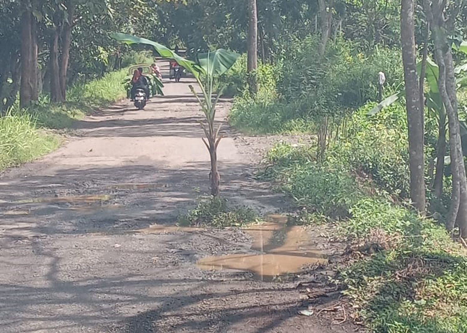 Jalan Japara-Cengal yang Ditanami Pohon Pisang, Segera Diperbaiki