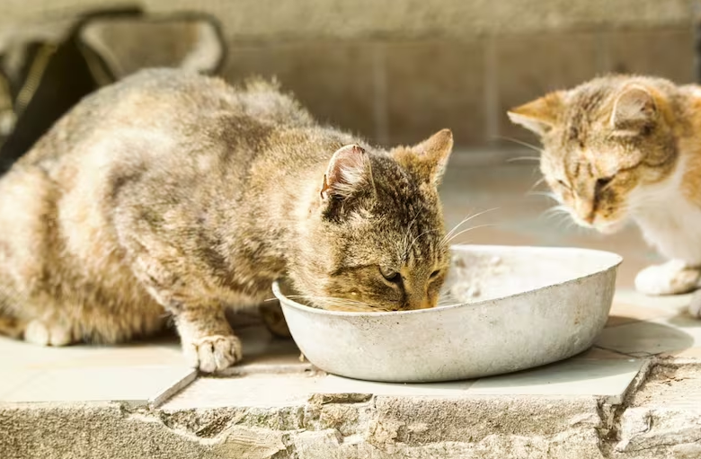 Mengapa Kucing Kampung Selalu Lapar? Simak 3 Alasan Kucing Kampung Selalu Lapar Berikut ini!