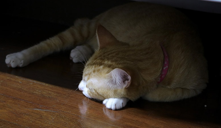 Kenapa Kucing Suka Tidur di Tempat Gelap walau Termasuk Hewan Nokturnal, Ini 5 Alasannya