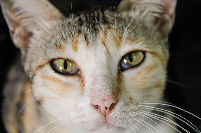 Kenali 5 Penyebab Mata Kucing Berair, Beserta Cara Tepat Mengatasinya 