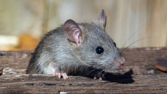 Berikut 7 Ciri-ciri Keberadaan Tikus di Rumah, Pastikan Ketahui Sarangnya Agar Cepat Dibasmi dan Tidak Beranak