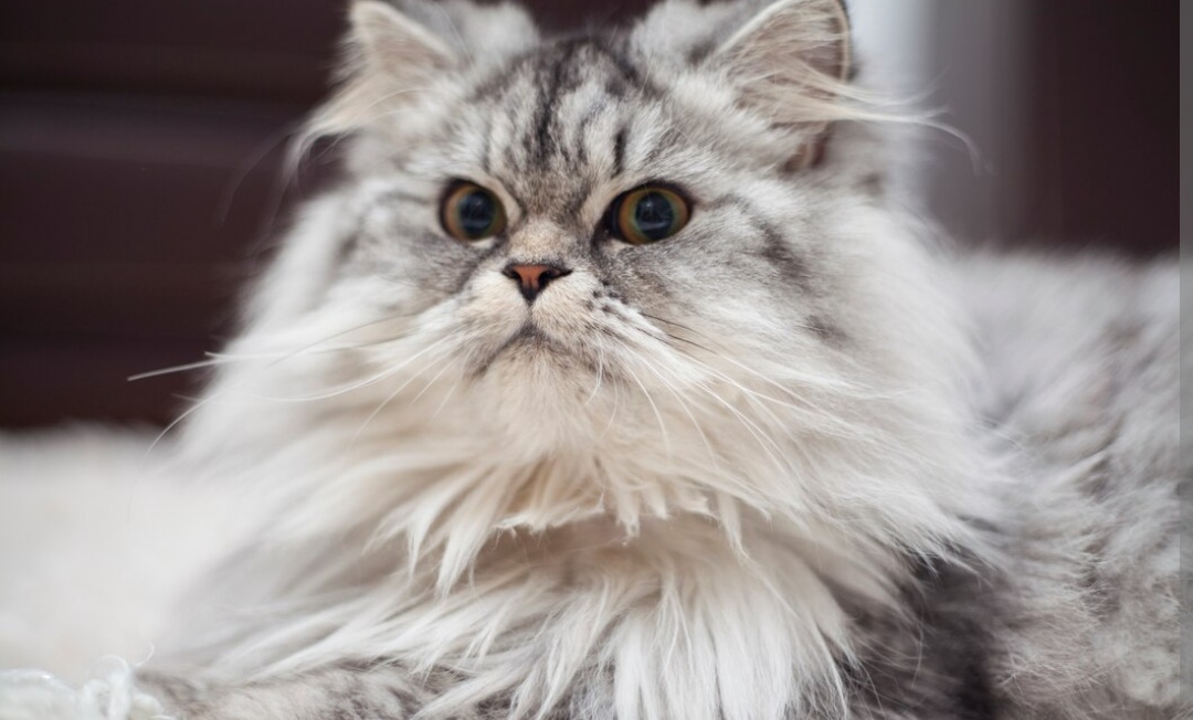 Kenapa Kucing Anggora Sering Muntah? Terdapat Alasannya!