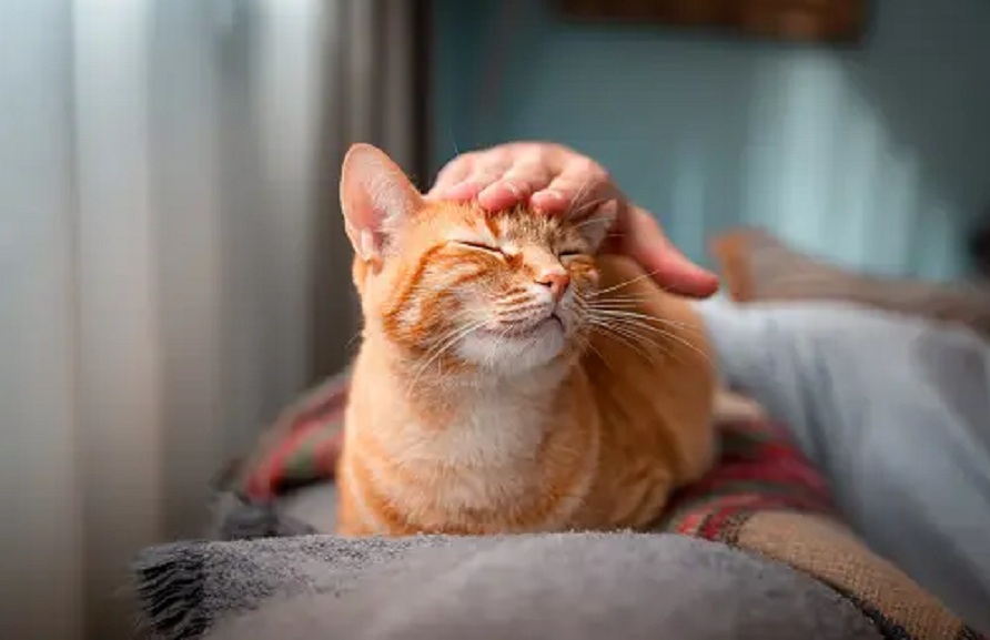 6 Pertanda Kucing Menyayangimu Lebih Dari Apapun! Kenali Tandanya Disini