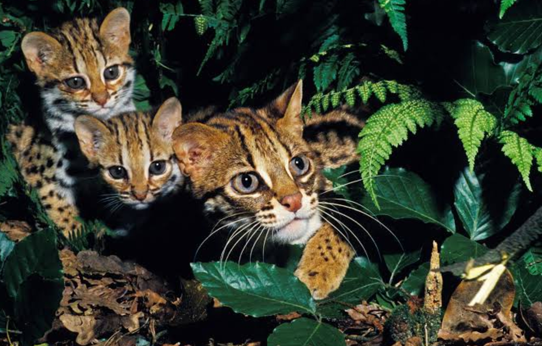 Kucing Hutan Jawa, Hewan Lucu yang Ternyata Sangat Dilindungi