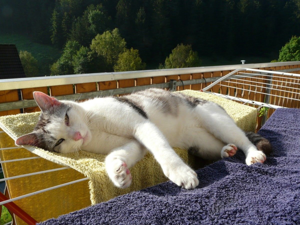 Bukan Tanpa Sebab, Inilah 6 Alasan Kenapa Kucing Sering Tidur, Bukan Berarti Males-malesan Lho! 