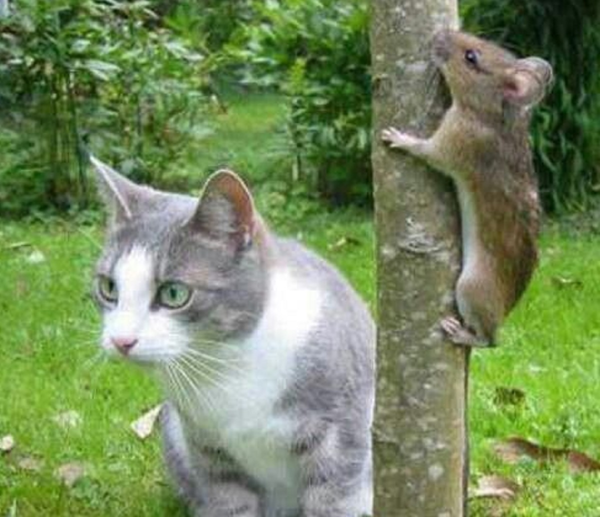 Inilah 3 Hewan Peliharaan Yang Dapat Mengusir Tikus Keluar Rumah, Solusi Praktis Atasi Tikus!