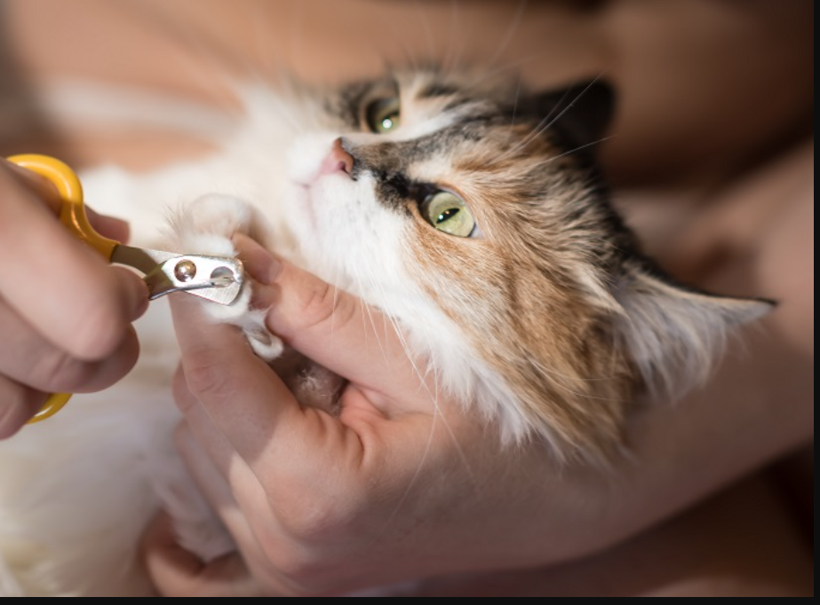 3 Cara Memotong Kuku Kucing Sendiri dengan Aman, Bermain dengan Anabul Jadi Lebih Aman