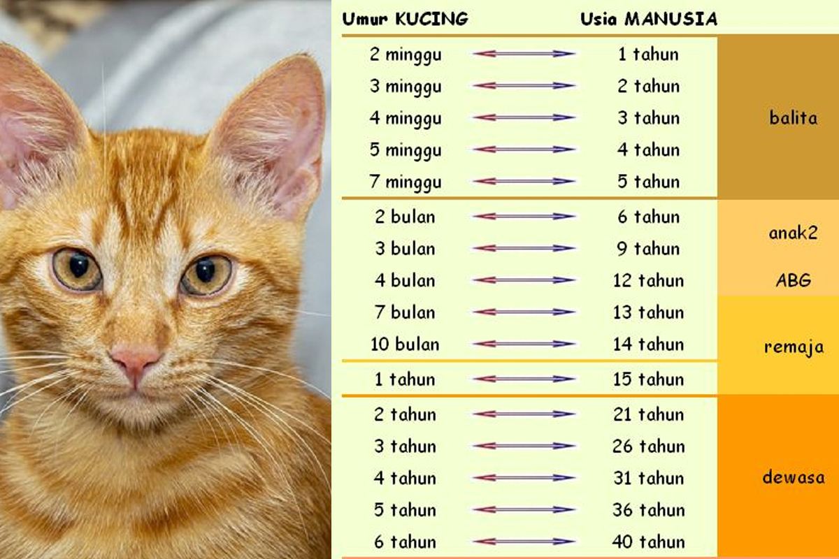 Catlovers Wajib Tahu! Umur Kucing 4 Tahun Sama dengan Umur Manusia 32 Tahun, Begini Cara Menghitungnya