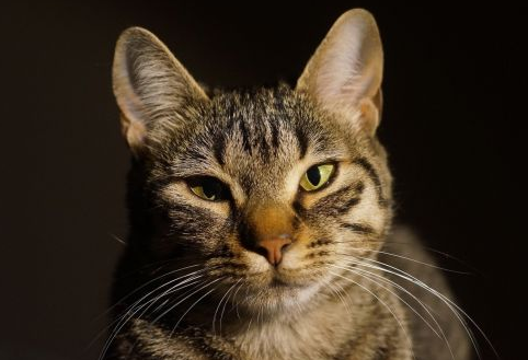 PENTING! 5 Alasan Mata Kucing Sering Berair, Bisa Terjadi Pembengkakan!