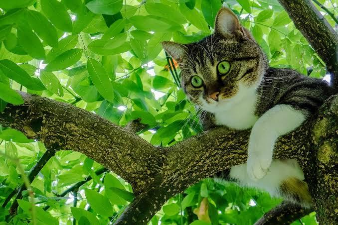 Jarang Diketahui, 5 Alasan Kenapa Kucing Suka Bertengger di Tempat Tinggi, Ternyata Bisa Mengurangi Stres! 