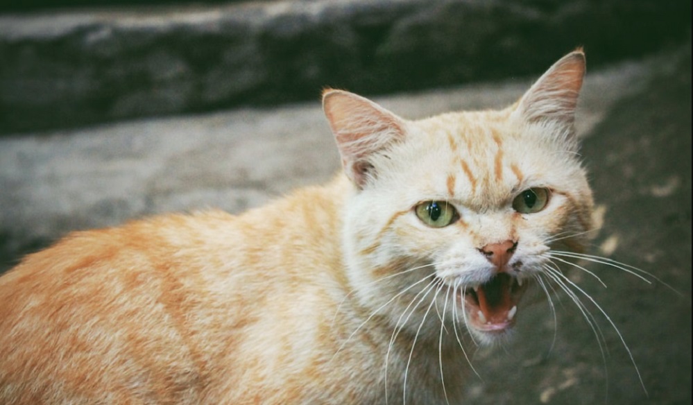 Yuk Kenali 5 Ciri Kucing Marah Sama Kita, Jangan di Sepelekan!